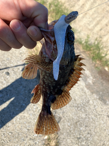 サゴシの釣果