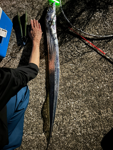 タチウオの釣果