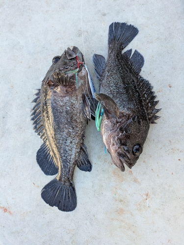 クロソイの釣果