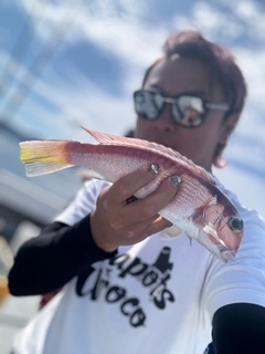 アマダイの釣果