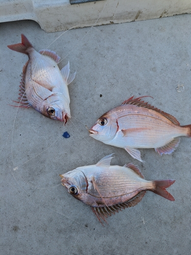 チダイの釣果