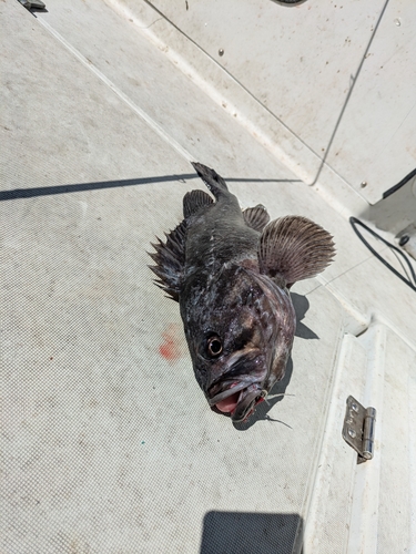 クロソイの釣果