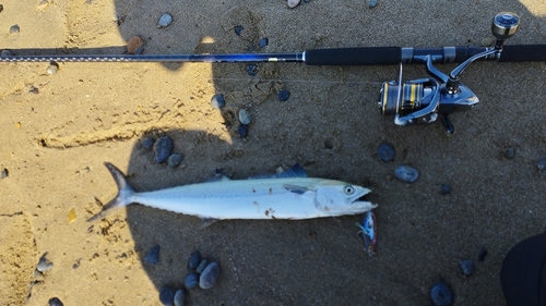 サゴシの釣果