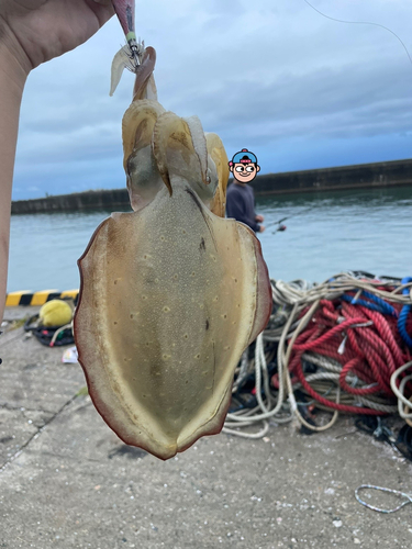 コウイカの釣果