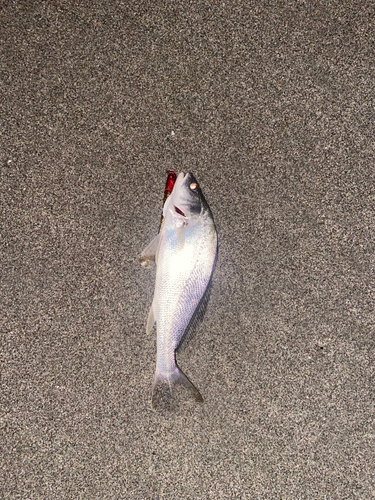 ニベの釣果