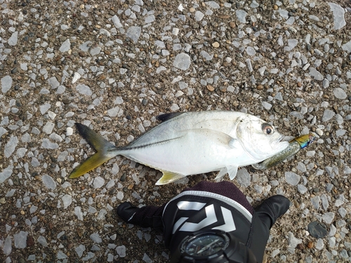 ツバスの釣果