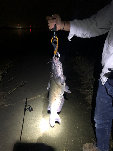 アメリカナマズの釣果