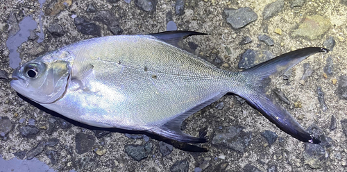 コバンアジの釣果