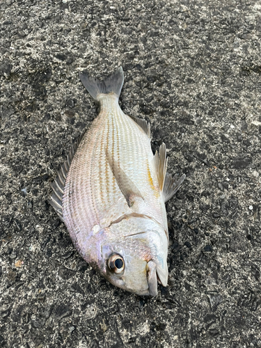 ヘダイの釣果