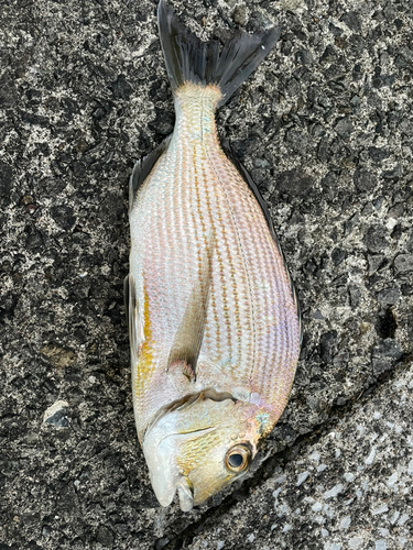 ヘダイの釣果