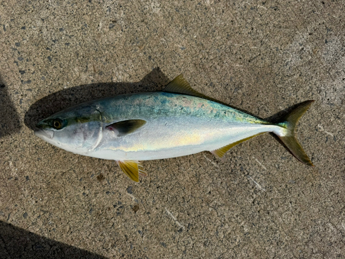 イナダの釣果