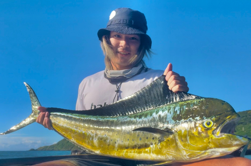 シイラの釣果