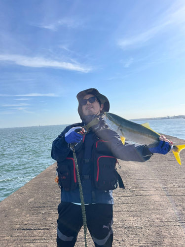 イナダの釣果