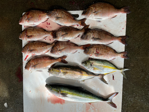 タイの釣果