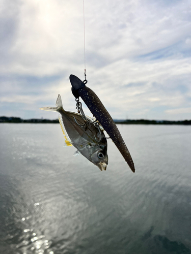 ヒイラギの釣果