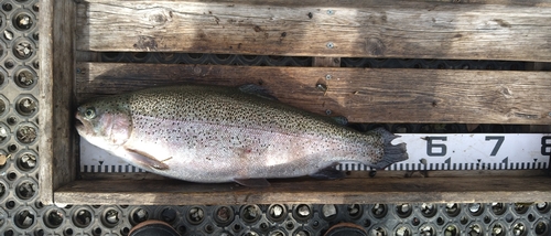 ニジマスの釣果