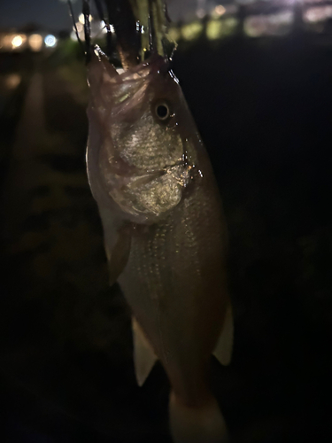 ラージマウスバスの釣果