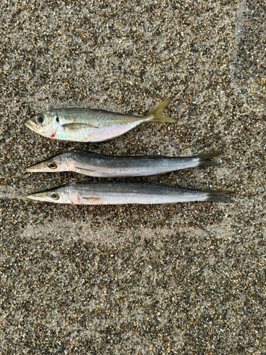 カマスの釣果