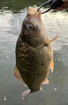 ヘラブナの釣果