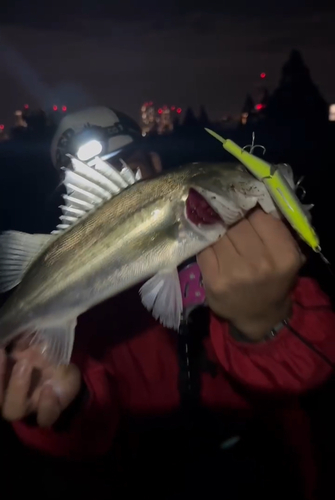 シーバスの釣果