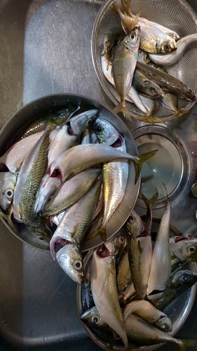 サバの釣果