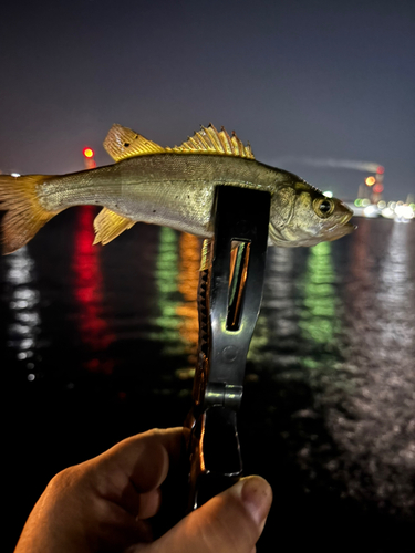 セイゴ（マルスズキ）の釣果