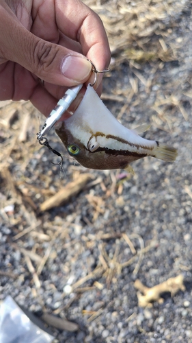 カワハギの釣果