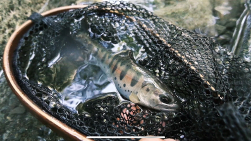 ヤマメの釣果