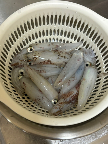 マメイカの釣果