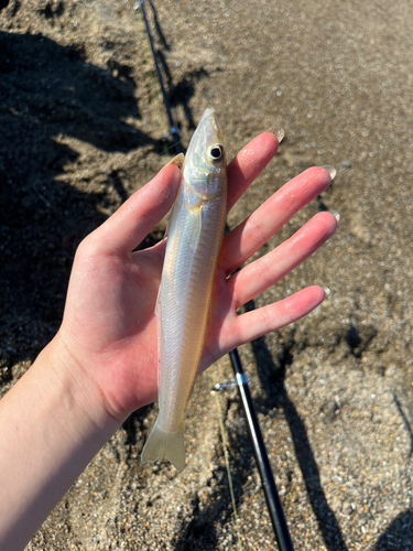 キスの釣果