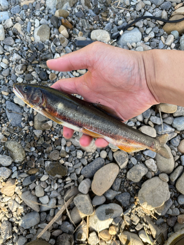 アユの釣果