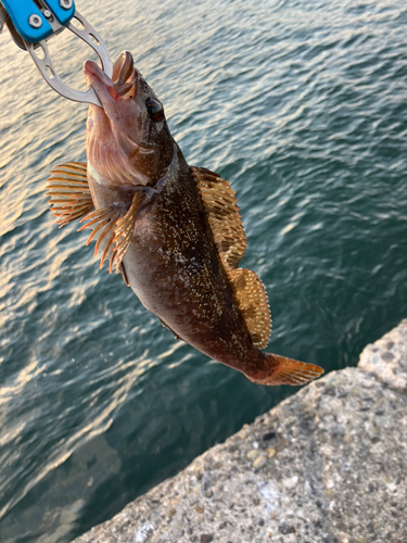 アイナメの釣果