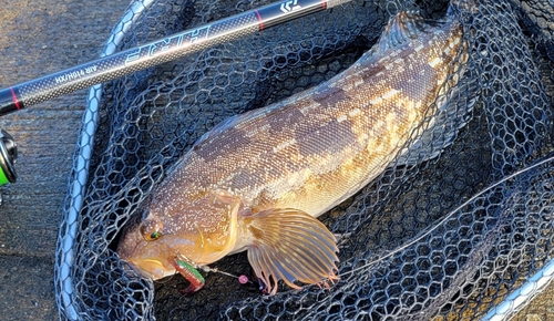 アイナメの釣果