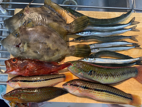 カワハギの釣果