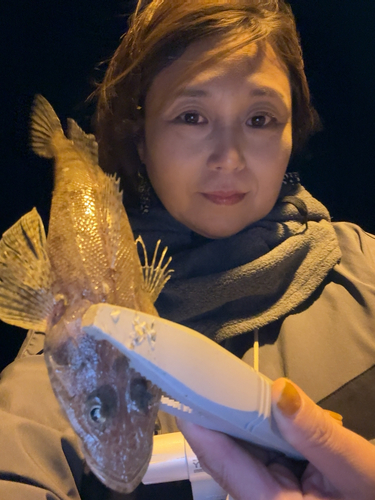 マゴチの釣果