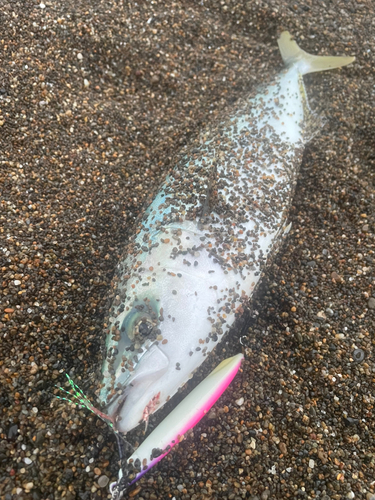 イナダの釣果