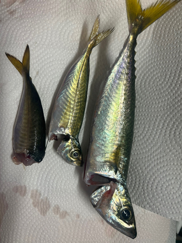 アジの釣果