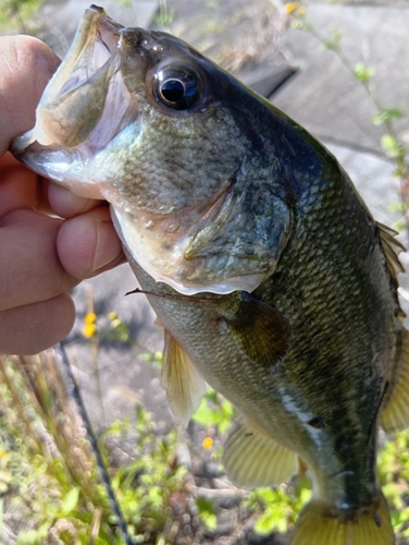 ラージマウスバスの釣果