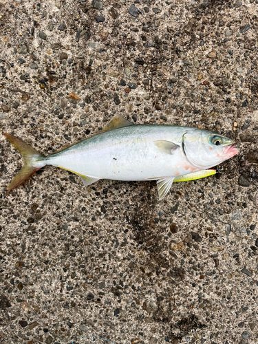 ツバスの釣果