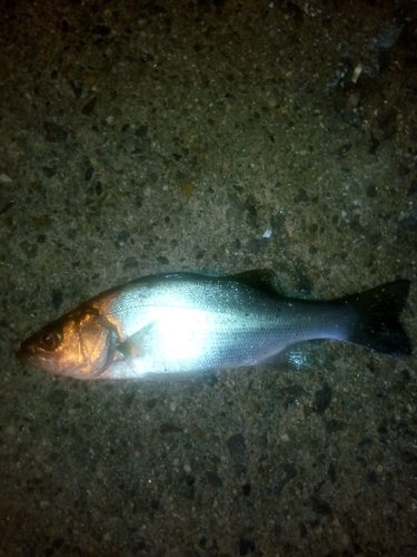 碧南海釣り公園