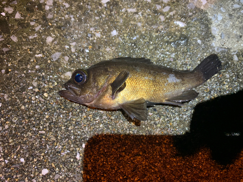 メバルの釣果