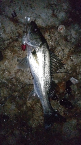 シーバスの釣果