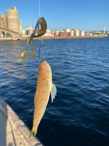 エソの釣果