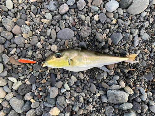 シロサバフグの釣果