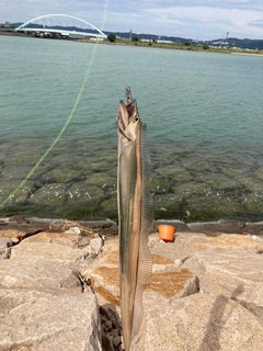 タチウオの釣果