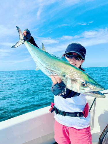 サワラの釣果