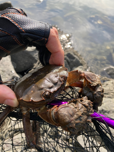 カニの釣果