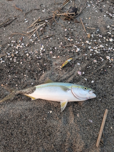 イナダの釣果