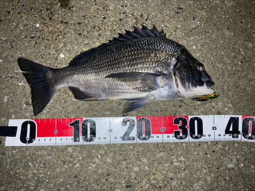 チヌの釣果