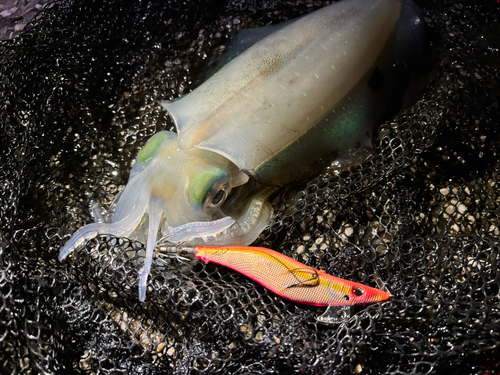 アオリイカの釣果